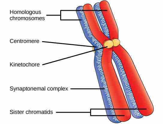 Synapsis holds pairs of homologous chromosomes together