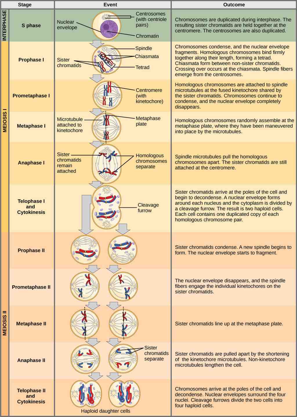 Complete Stages of Meiosis