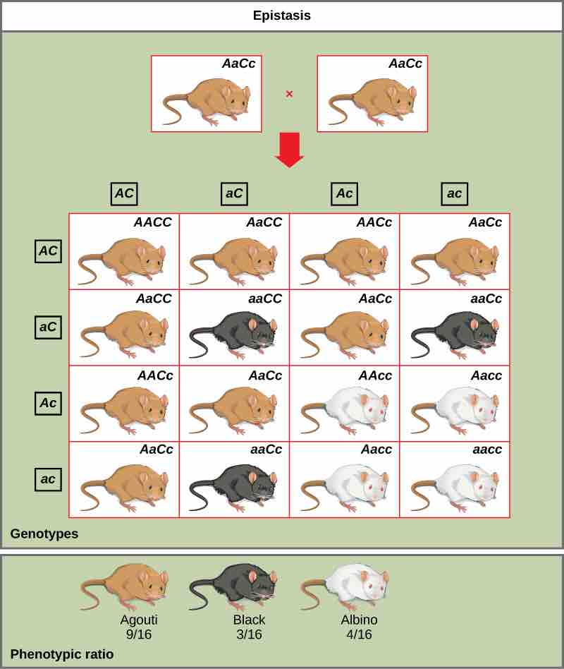 Epistasis in mouse coat color