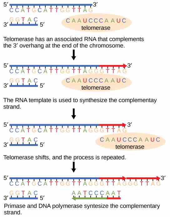 Telomerase is important for maintaining chromosome integrity