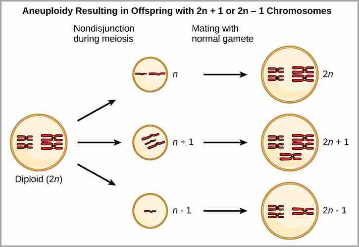 Aneuploidy of chromosomes