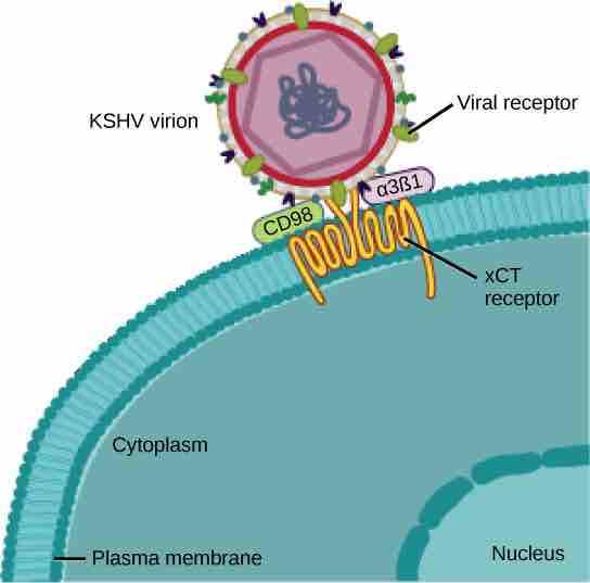 Example of a virus attaching to its host cell