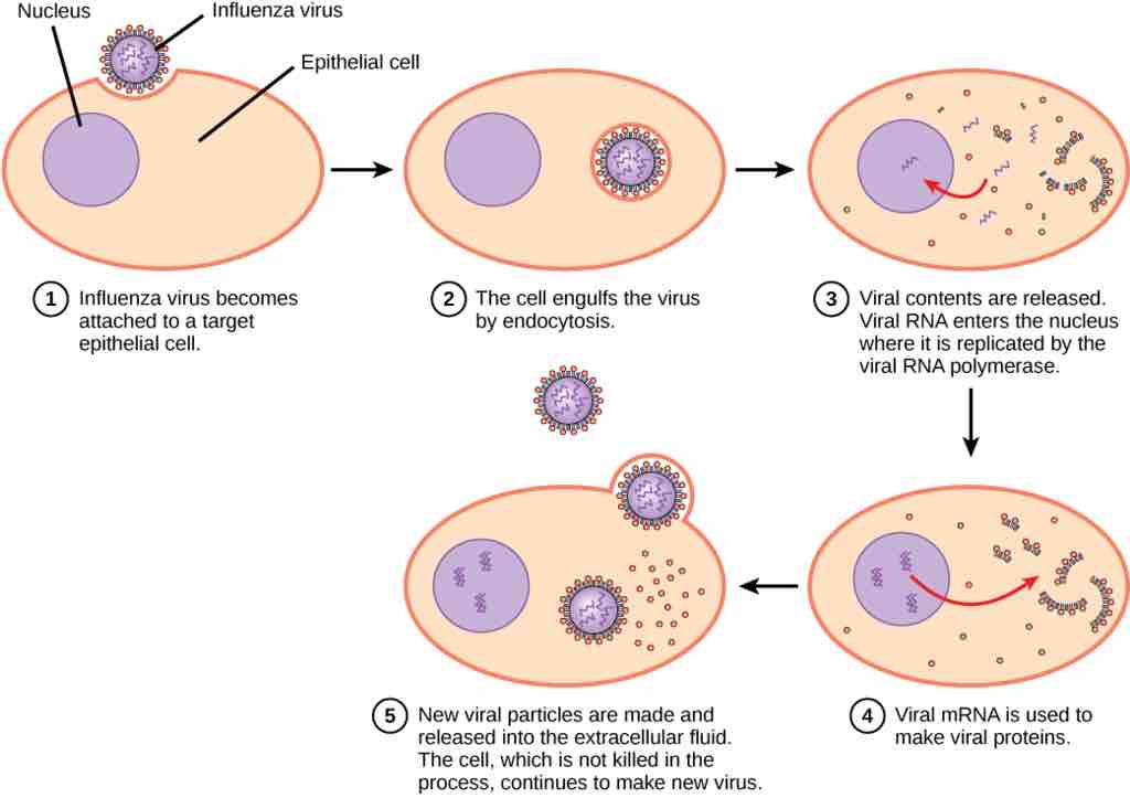 Pathway to viral infection