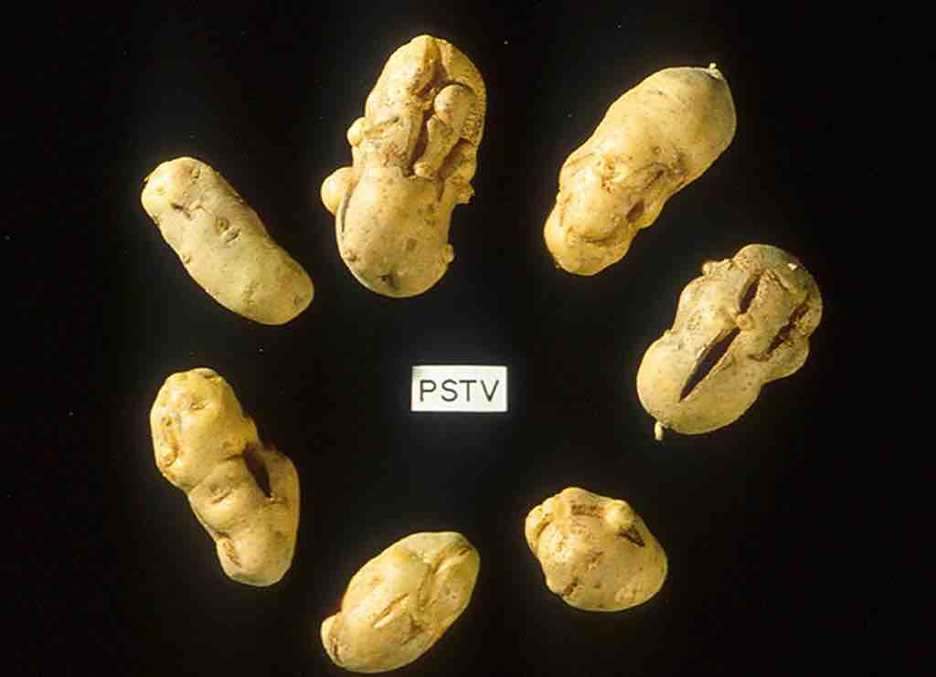 Potatoes infected by a viroid