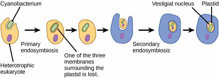 Primary and secondary endosymbiosis