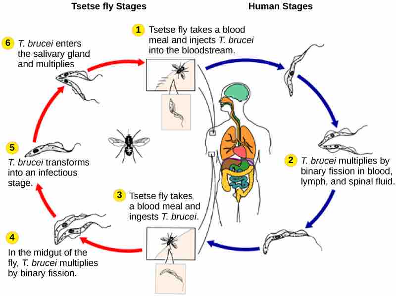 Life cycle of <em>Trypanosoma brucei</em>