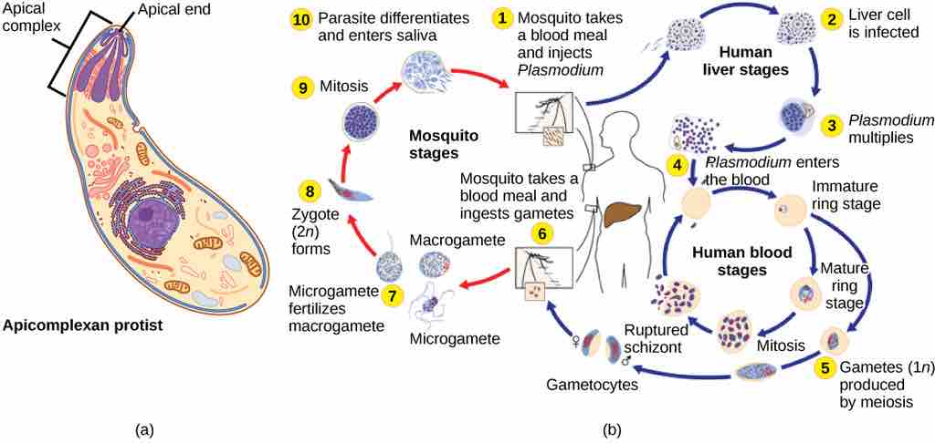 Parasitic apicomplexans