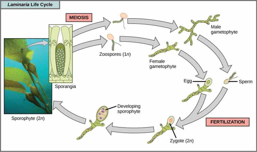 Brown algae life cycle