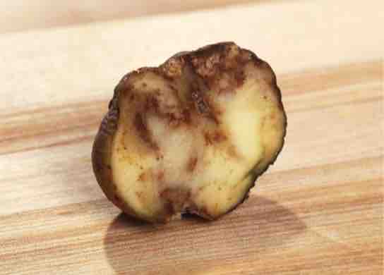 Potato Late Blight
