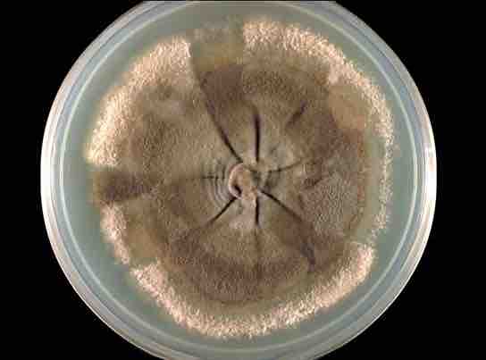 Example of a mycelium of a fungus