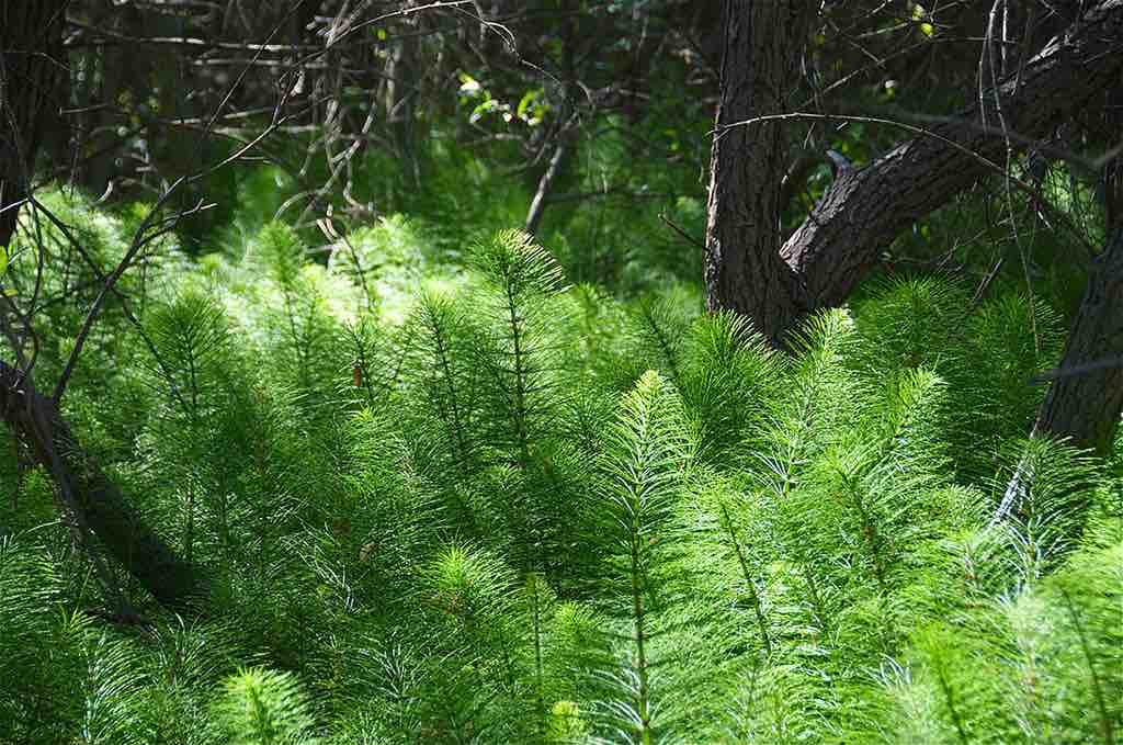 Horsetails are seedless plants