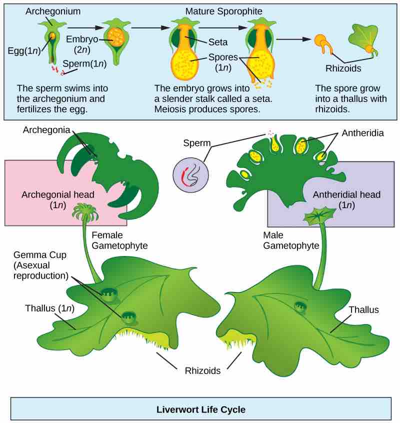 Liverwort Life Cycle