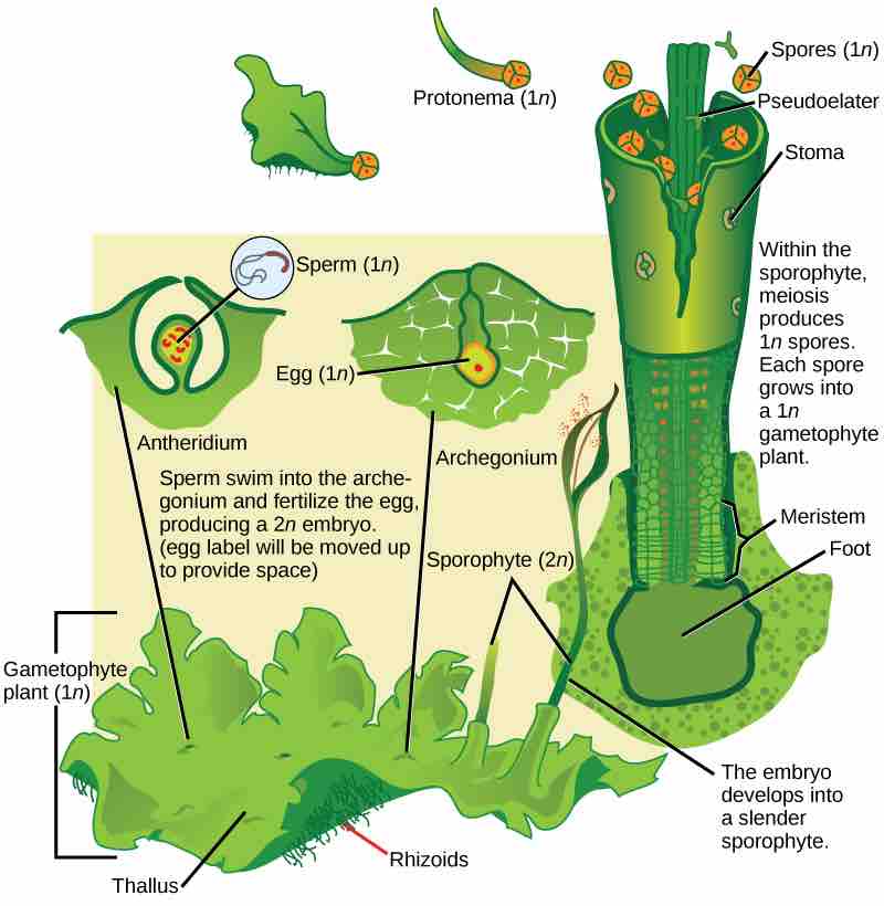 Life Cycle of Hornworts