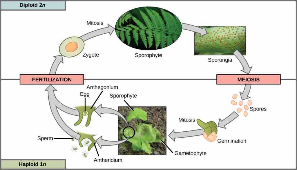 Life cycle of a fern