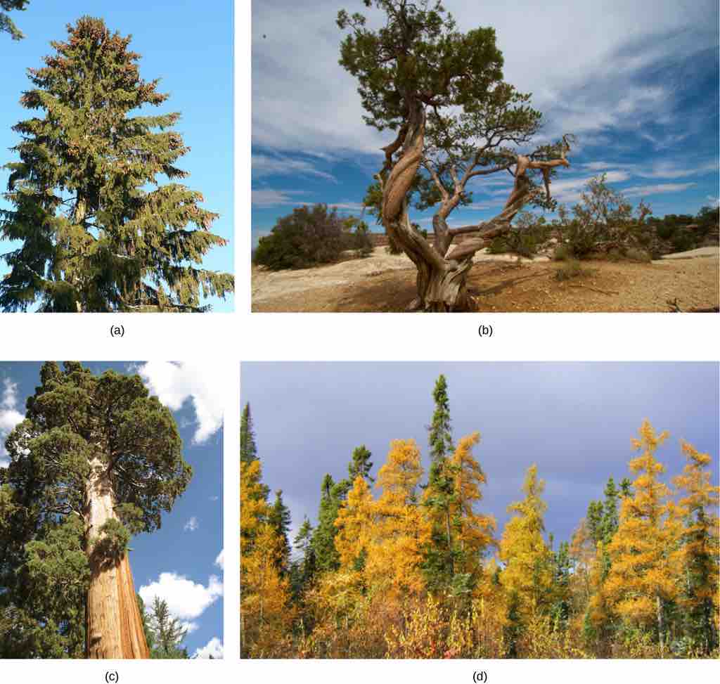 Diversity of conifers