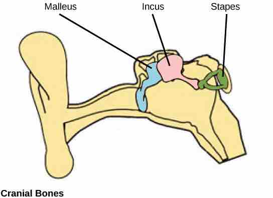 Bones of the mammalian inner ear