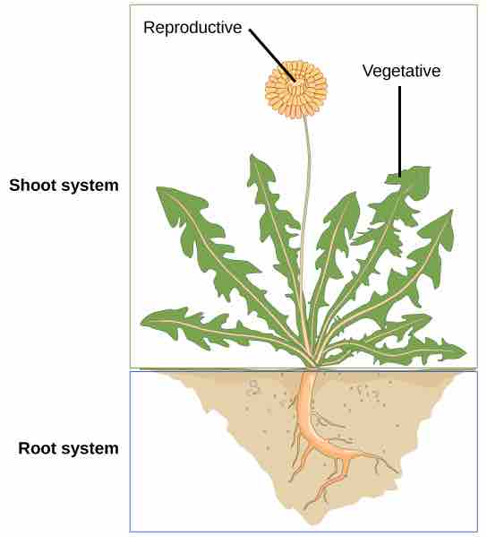 Example plant organ systems
