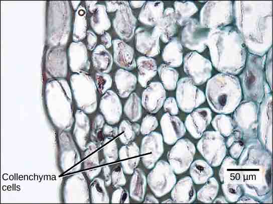 Collenchyma cells in plants