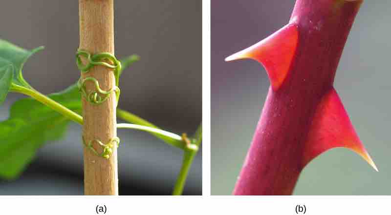 Aerial modifications of stems