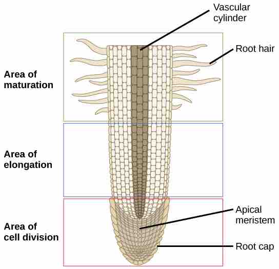 Zones of the root tip