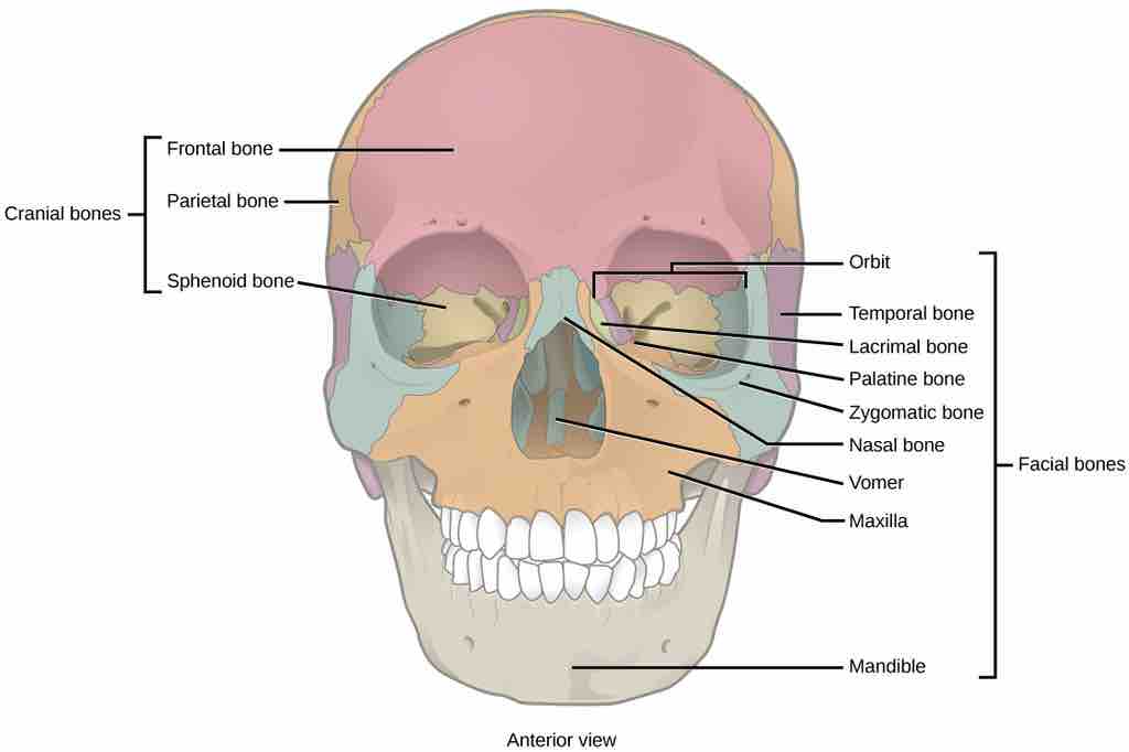 Cranial and facial bones