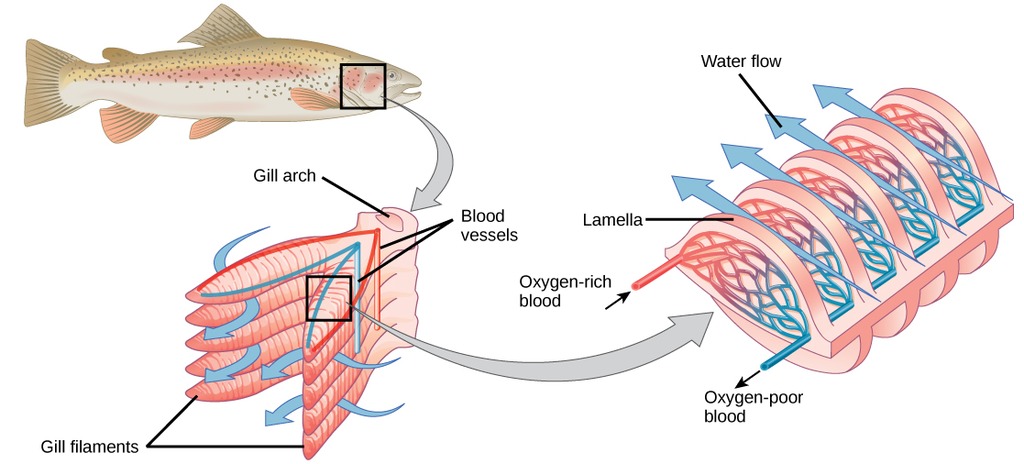 Oxygen transport and gills