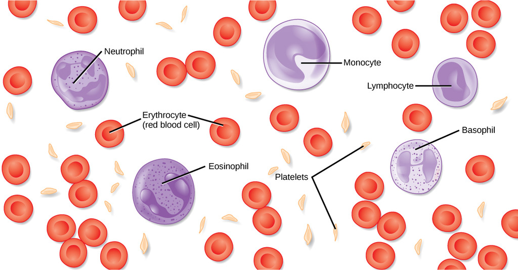 Components of human blood