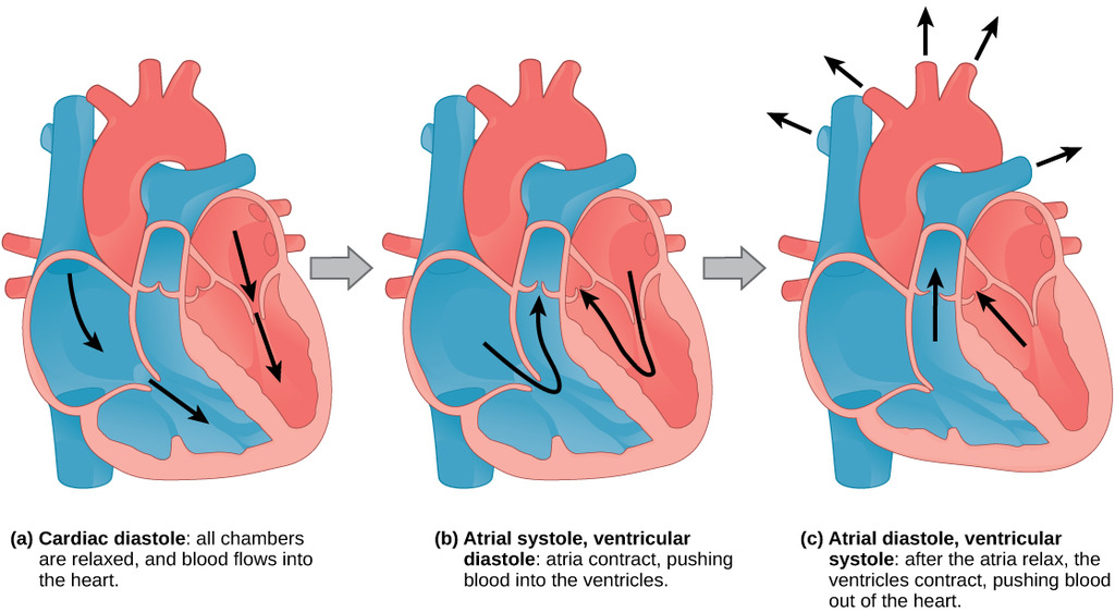 Diastole and systole