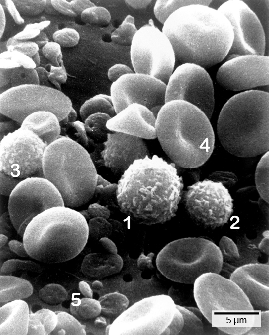 Blood cells related to the innate immune response