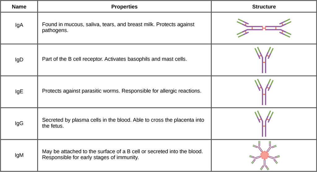 Classes of antibodies