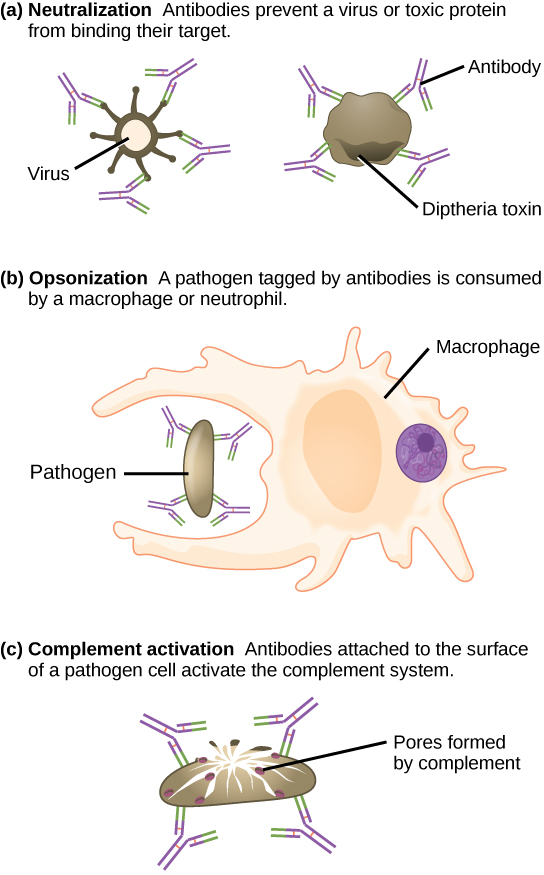 Mechanisms of antibody action