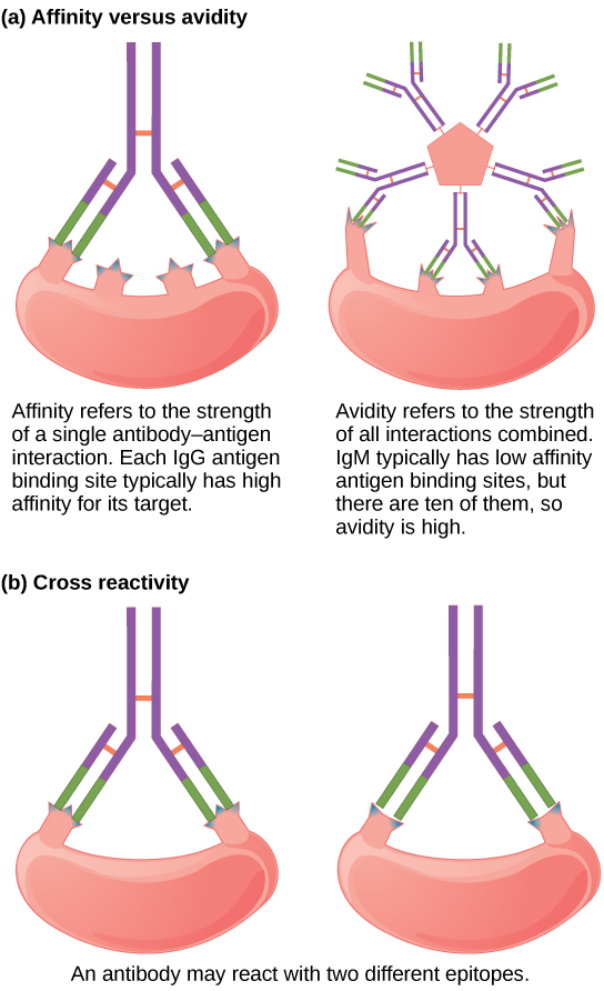 Antibody affinity, avidity, and cross reactivity