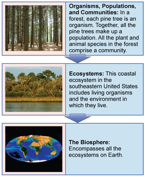 Levels of ecological study