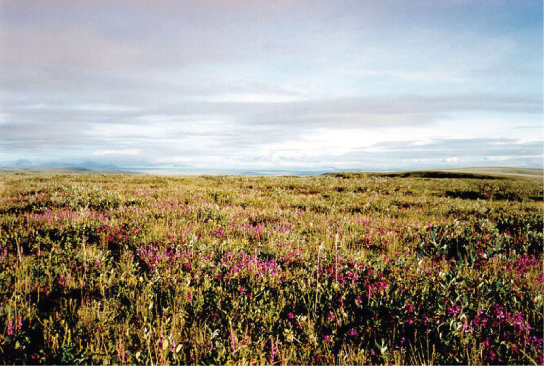 Plants in the Arctic tundra