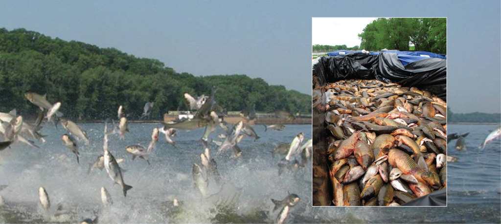 Asian carp jump out of the water in response to electrofishing
