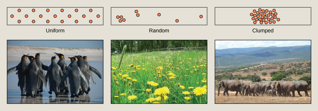 Three patterns of distribution in populations of organisms