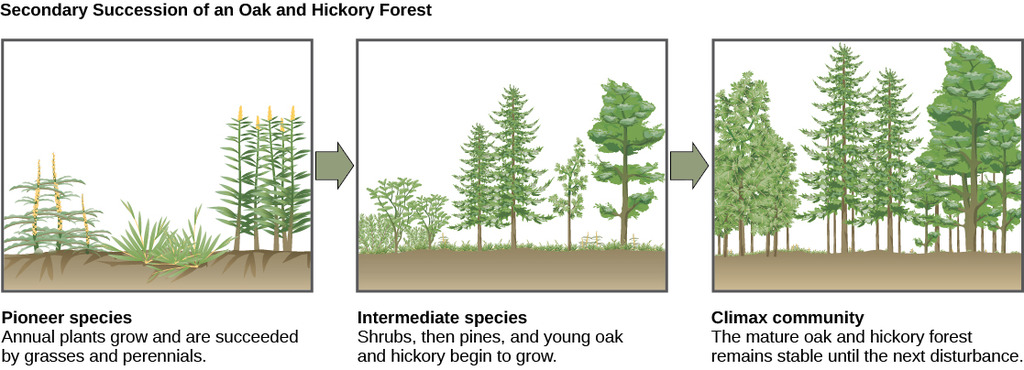 Secondary succession in the forest