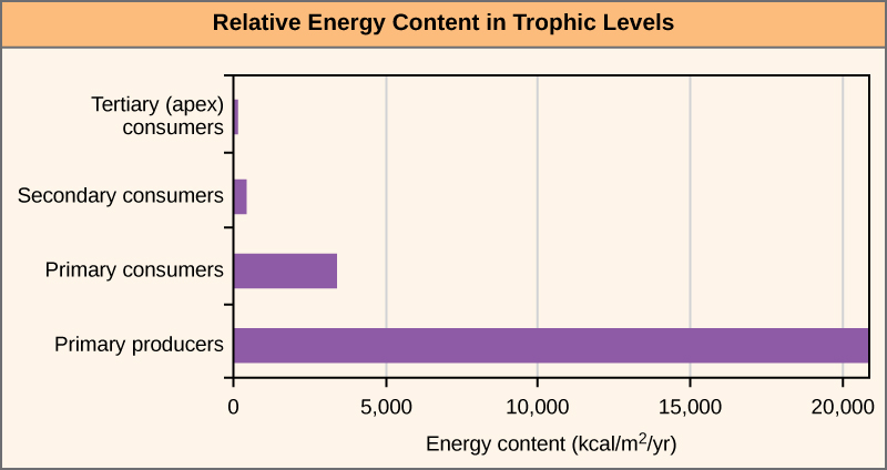 Energy decreases per trophic level