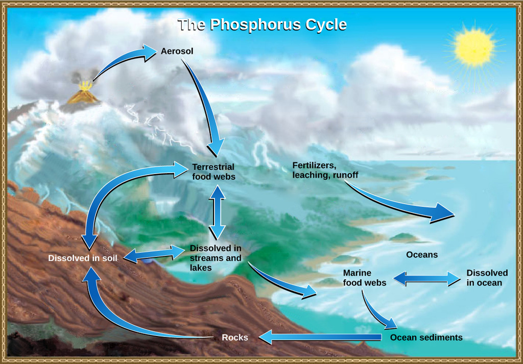 Phosphorus cycle