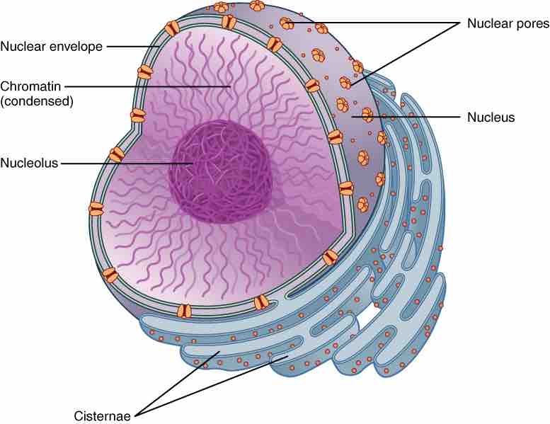The nucleus stores the hereditary material of the cell
