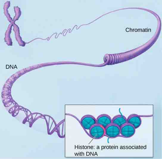 DNA is highly organized