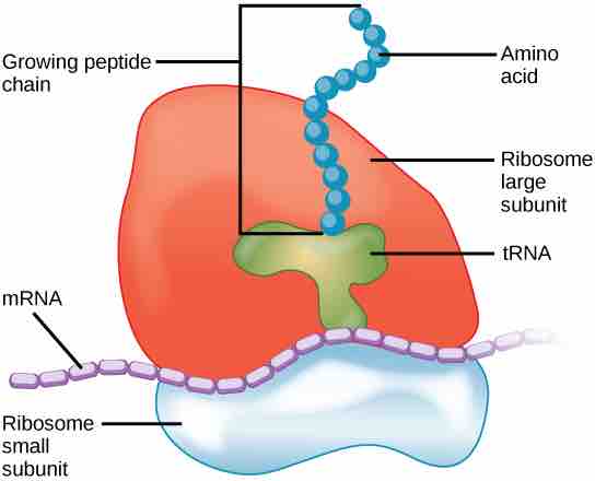 Ribosomes are responsible for protein synthesis