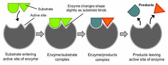 Enzyme reaction