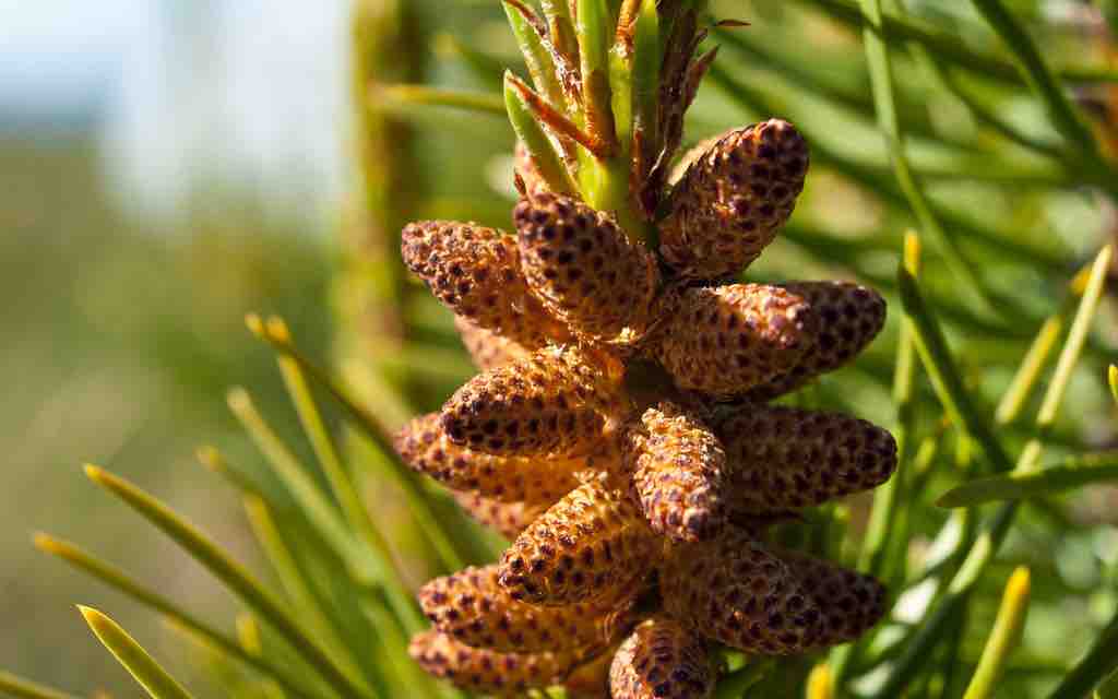Male cone of Tamarack pine