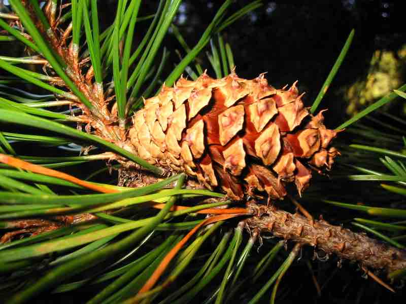 Female cone of Tamarack pine