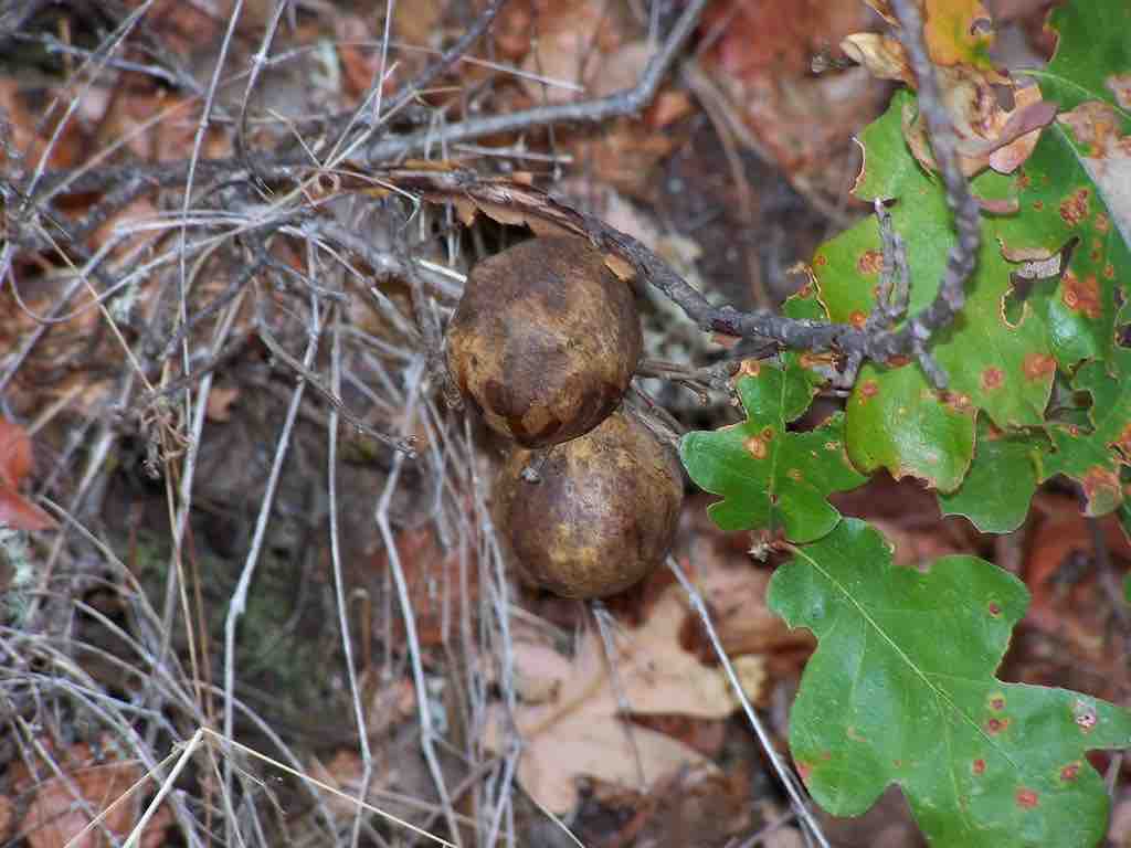 Oak tree galls