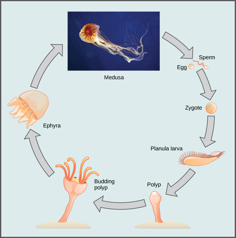 Lifecycle of a jellyfish
