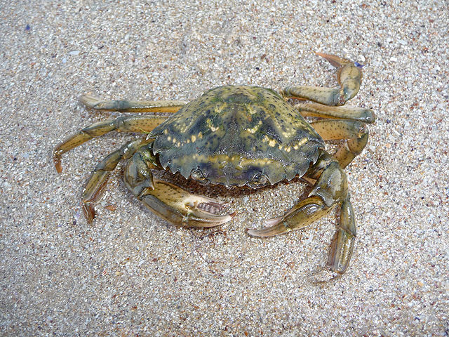Mediterranean green Crab