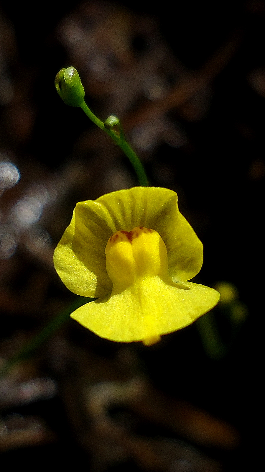 Utricularia gibba flower