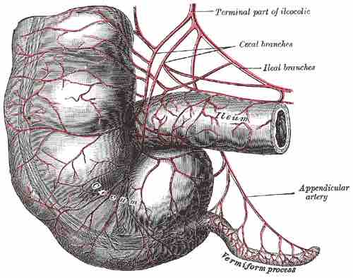 Vestigial appendix